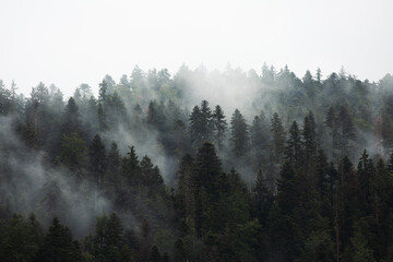 Forêt dense de sapins enveloppée de brouillard. Une scène paisible et atmosphérique capturant la beauté naturelle et mystérieuse de la montagne. Idéale pour les projets autour de la nature, de l’écolo