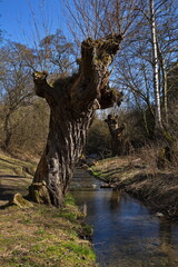 Creek "Dalejsky potok" in Prokop valley in Prague,Czech republic,Europe
