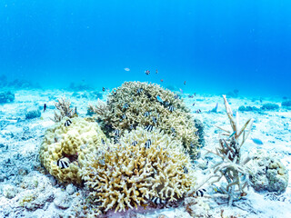 デバスズメダイ, Blue green damselfish, Chromis viridis, Blue green chromis, 
ミスジリュウキュウスズメダイ, Whitetail dascyllus, Dascyllus aruanus, スズメダイ科,
美しいサンゴ礁と熱帯魚の群れ。
安室島沖縄県
島尻郡慶良間諸島座間味島-2025
サンゴの産卵があり卵が漂う。沖縄本島から40km西