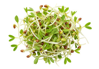 Isolated cluster of fresh sprouted fenugreek seeds, nutrient-rich microgreens for healthy eating