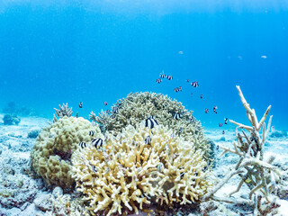 デバスズメダイ, Blue green damselfish, Chromis viridis, Blue green chromis, 
ミスジリュウキュウスズメダイ, Whitetail dascyllus, Dascyllus aruanus, スズメダイ科,
美しいサンゴ礁と熱帯魚の群れ。
安室島沖縄県
島尻郡慶良間諸島座間味島-2025
サンゴの産卵があり卵が漂う。沖縄本島から40km西