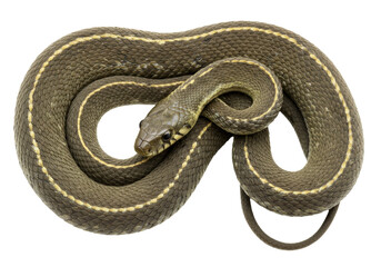 Isolated Garter Snake coiled up and ready to strike, a reptilian predator in neutral tone