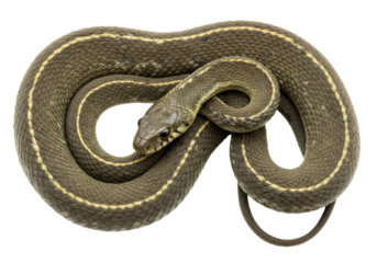 Isolated Garter Snake coiled up and ready to strike, a reptilian predator in neutral tone