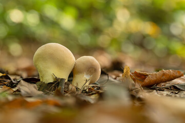 Zbliżenie na maleńkie grzyby rosnące na mchu i opadłych liściach w jesiennym lesie. Ciepłe światło, miękka ostrość i ziemiste tony tworzą spokojną, naturalną atmosferę lasu.