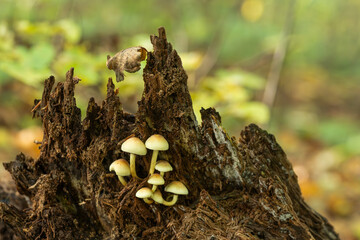 Zbliżenie na maleńkie grzyby rosnące na mchu i opadłych liściach w jesiennym lesie. Ciepłe światło, miękka ostrość i ziemiste tony tworzą spokojną, naturalną atmosferę lasu.