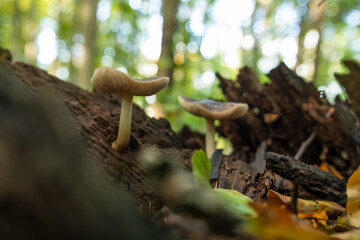Zbliżenie na maleńkie grzyby rosnące na mchu i opadłych liściach w jesiennym lesie. Ciepłe światło, miękka ostrość i ziemiste tony tworzą spokojną, naturalną atmosferę lasu.