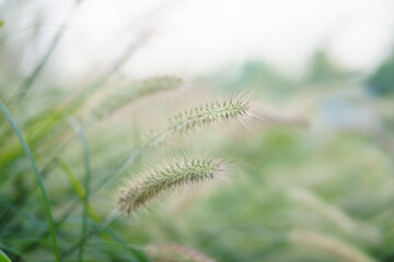 Delicate feathery grass heads sway gently in the soft light, creating a serene natural scene with a blurred green background that evokes tranquility and peace in nature's gentle embrace.