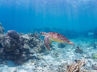 Fototapeta premium 息継ぎをするためにゆったり泳ぐアオウミガメ, Green Turtle, Green Sea Turtle, Chelonia mydas, ウミガメ科, 美しいサンゴ礁と熱帯魚の群れ。 安室島沖縄県 島尻郡慶良間諸島座間味島-2025 サンゴの産卵があり卵が漂う。沖縄本島から40km西方の諸島。30以上の島嶼群全体が国立公園に指定。珊瑚礁の青い海と白い砂浜は世界屈指の美。貴重な動植物が多数生息。