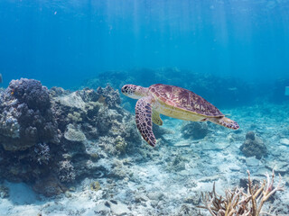 Fototapeta premium 息継ぎをするためにゆったり泳ぐアオウミガメ, Green Turtle, Green Sea Turtle, Chelonia mydas, ウミガメ科, 美しいサンゴ礁と熱帯魚の群れ。 安室島沖縄県 島尻郡慶良間諸島座間味島-2025 サンゴの産卵があり卵が漂う。沖縄本島から40km西方の諸島。30以上の島嶼群全体が国立公園に指定。珊瑚礁の青い海と白い砂浜は世界屈指の美。貴重な動植物が多数生息。