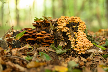 Zbliżenie na maleńkie grzyby rosnące na mchu i opadłych liściach w jesiennym lesie. Ciepłe światło, miękka ostrość i ziemiste tony tworzą spokojną, naturalną atmosferę lasu.