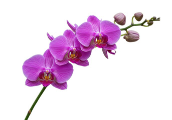 Isolated Beautiful orchid flower spray with buds, vibrant magenta petals and details © Jonas