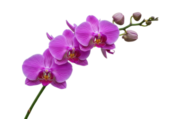 Isolated Beautiful orchid flower spray with buds, vibrant magenta petals and details