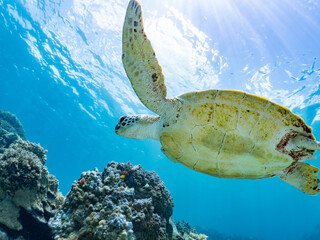 息継ぎをするためにゆったり泳ぐアオウミガメ, Green Turtle, Green Sea Turtle,...