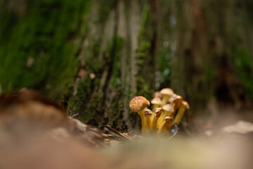 Zbliżenie na maleńkie grzyby rosnące na mchu i opadłych liściach w jesiennym lesie. Ciepłe światło, miękka ostrość i ziemiste tony tworzą spokojną, naturalną atmosferę lasu.