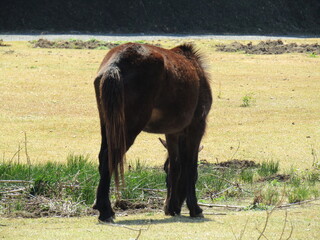 宮崎県串間市都井岬、道路で草を食べている日本唯一の野生馬「御崎馬」