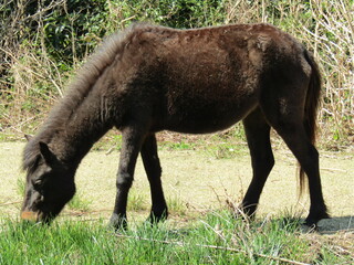 宮崎県串間市都井岬、道路で草を食べている日本唯一の野生馬「御崎馬」