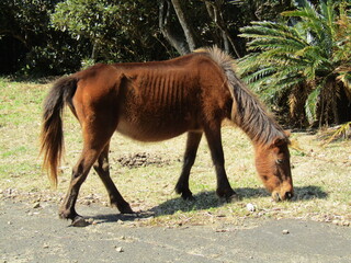 宮崎県串間市都井岬、道路で草を食べている日本唯一の野生馬「御崎馬」