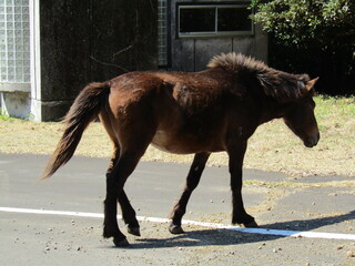 宮崎県串間市都井岬、道路で草を食べている日本唯一の野生馬「御崎馬」