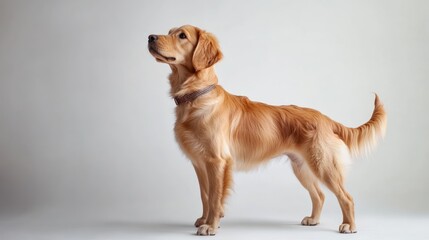 Golden dog stands in profile view on solid background, for pet product or adoption campaigns