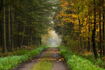 Jesienna leśna droga otoczona kolorowymi drzewami i opadłymi liśćmi. Spokojna, nastrojowa sceneria ukazująca piękno natury i klimat jesieni w lesie.
