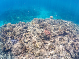 息継ぎをするためにゆったり泳ぐアオウミガメ, Green Turtle, Green Sea Turtle, Chelonia mydas, ウミガメ科,
美しいサンゴ礁と熱帯魚の群れ。
安室島沖縄県
島尻郡慶良間諸島座間味島-2025
サンゴの産卵があり卵が漂う。沖縄本島から40km西方の諸島。30以上の島嶼群全体が国立公園に指定。珊瑚礁の青い海と白い砂浜は世界屈指の美。貴重な動植物が多数生息。