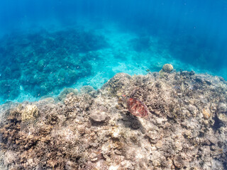 息継ぎをするためにゆったり泳ぐアオウミガメ, Green Turtle, Green Sea Turtle, Chelonia mydas, ウミガメ科,
美しいサンゴ礁と熱帯魚の群れ。
安室島沖縄県
島尻郡慶良間諸島座間味島-2025
サンゴの産卵があり卵が漂う。沖縄本島から40km西方の諸島。30以上の島嶼群全体が国立公園に指定。珊瑚礁の青い海と白い砂浜は世界屈指の美。貴重な動植物が多数生息。