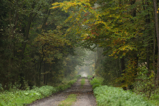 Samiec daniela stojący na leśnej drodze w jesiennej scenerii. Złote liście, miękkie światło i spokojna atmosfera podkreślają dzikość i piękno natury.