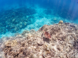 息継ぎをするためにゆったり泳ぐアオウミガメ, Green Turtle, Green Sea Turtle, Chelonia mydas, ウミガメ科,
美しいサンゴ礁と熱帯魚の群れ。
安室島沖縄県
島尻郡慶良間諸島座間味島-2025
サンゴの産卵があり卵が漂う。沖縄本島から40km西方の諸島。30以上の島嶼群全体が国立公園に指定。珊瑚礁の青い海と白い砂浜は世界屈指の美。貴重な動植物が多数生息。