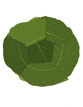 Green Leaf Nepali Style Plate, Tapari, Leaves Plate