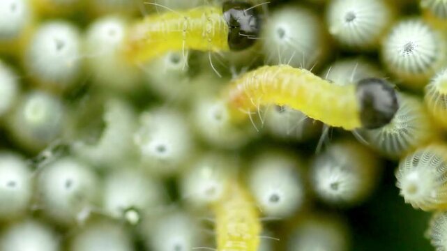 Extreme Macro of Newly Hatched Yellow Pieris brassicae Larvae on a Cluster of Eggs