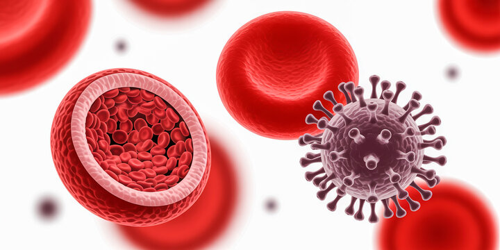 Microscopic view of coronavirus invading red blood cells and artery cross-section