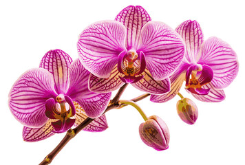 Obraz premium Orchid on white