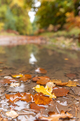 Jesienny las na Śląsku Polska. 