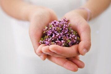 woman hands holding a handful of fresh thyme