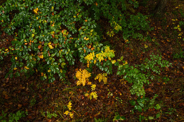 Kolorowe bukowe liście w lesie