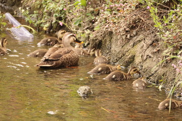 The eastern spot-billed duck or Chinese spot-billed duck (Anas zonorhyncha) is a species of dabbling duck. This photo was taken in Japan.