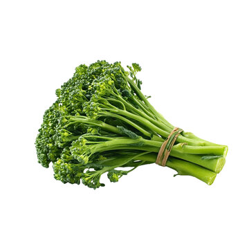 Fresh bunch of broccolini baby broccoli tied with twine isolated healthy ingredient