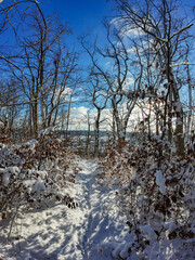 Snowy trail under blue sky, quiet snowy woodland scene with sunlight filtering through trees
