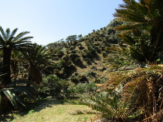 宮崎県串間市都井岬、国の特別天然記念物に指定されている蘇鉄の自生地
