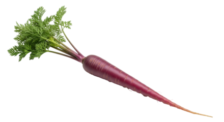 Isolated purple carrot, a fresh root vegetable with green top, edible root in healthy food theme