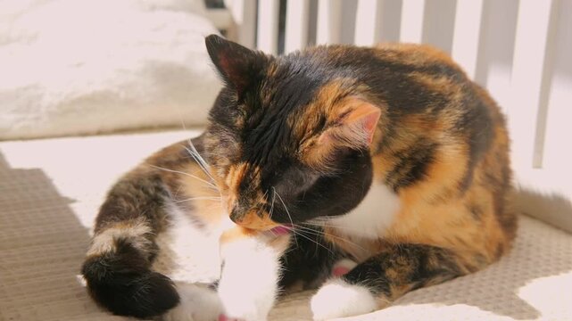 domestic calico cat resting peacefully on cozy bed with neutral-toned linens, Pet's relaxing moment, multi-colored cat settled on bedding, Animal companion, home comfort, Still life peaceful feline