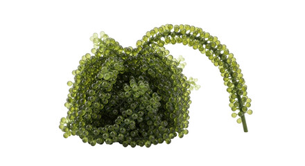 Isolated Caulerpa lentillifera bunch, sea grapes for cooking, known as green caviar, healthy food © Jonas