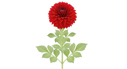 Isolated red dahlia bloom with stem and green leaves for floral arrangements and projects