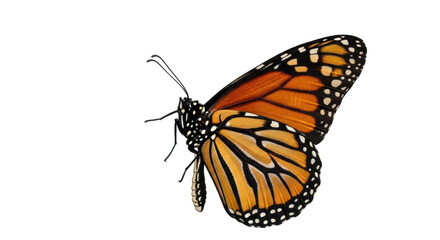 Isolated Monarch Butterfly with Vibrant Colors and Intricate Wing Patterns in Delicate Detail