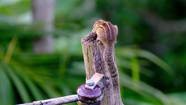 Palm squirrel Funambulus palmarum on tree trunk, striped back, native to India, tropical wildlife, small rodent, climbing, alert, in natural habitat, ecology topic