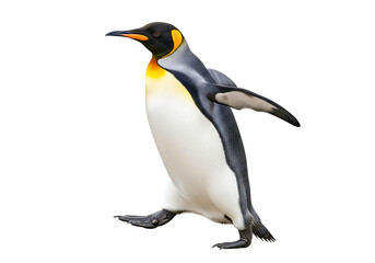 Fototapeta premium King penguin walking isolated on transparent background with its wings spread