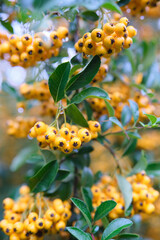 Selective focus shot of yellow hawthorn berries. Yellow hawthorn fresh and organic fruit tree.
