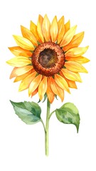 Fototapeta premium An isolated watercolor illustration of a vibrant, fully bloomed sunflower with a brown center, yellow petals, green leaves, and stem