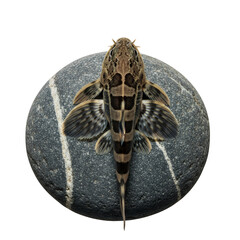 Hillstream fish resting on rock, transparent background