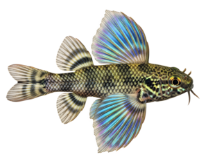 Hillstream fish with bright reflective fins, realistic style, transparent